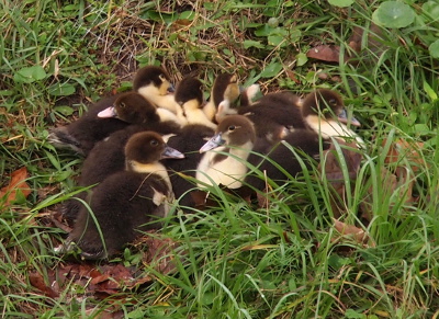 [The ducklings are in the grass squished so close together they are practically sitting on top of each other. It's one large blob of brown with spatterings of yellow necks and light-colored bills, as well as brown eyes.]